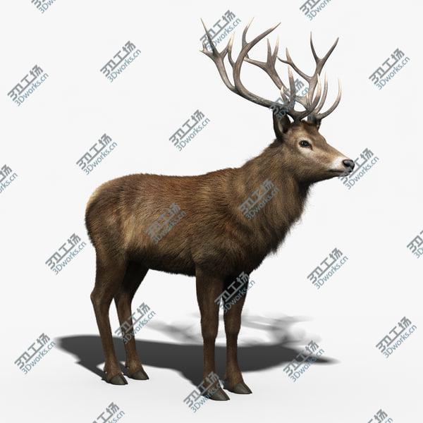images/goods_img/20210312/Red Deer Stag(FUR)(RIGGED)/4.jpg